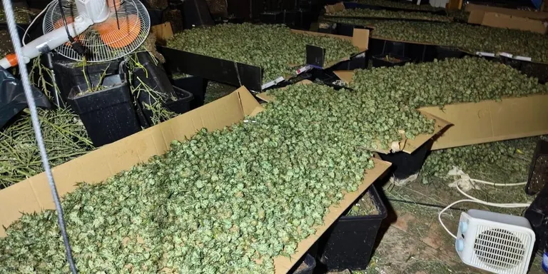 Els Mossos d’Esquadra detenen tres homes per cultivar marihuana a Enfesta, a La Molsosa