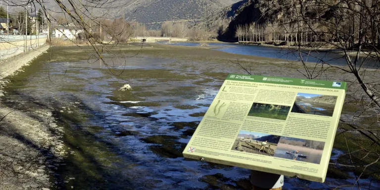 El Parc Natural de l'Alt Pirineu, referent en el control d'espècies invasores