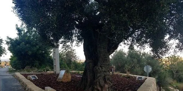 Comencen les obres a la zona de la Vinya Gran per millorar la proporció i la pressió de l’aigua