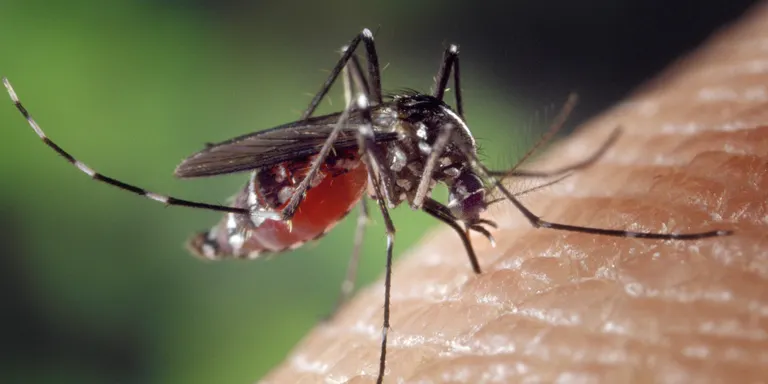 La coincidència de pluges, inundacions i altes temperatures afavoreixen la proliferació de mosquits al delta de l'Ebre