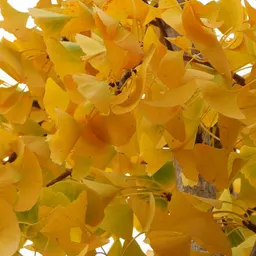 Amics Arbres - La bella vellesa del Ginko biloba 8/2/2024 - episode art