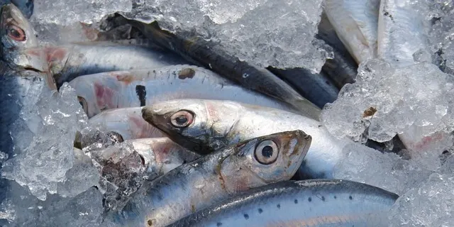 Els pescadors catalans, també els d'Arenys, podran pescar sardina aquesta tardor