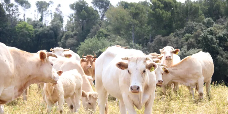 Declarats dos nous focus de Dermatosi Nodular Contagiosa a Peralada i Pedret i Marzà, a l'Alt Empordà