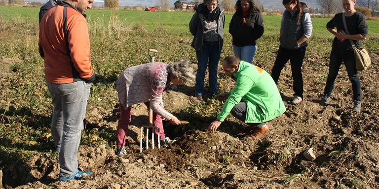 Agricultura vol impusar el conreu del nap de Cerdanya per evitar-ne la desaparició