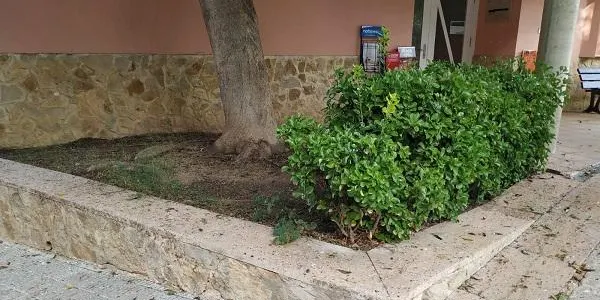 L’Ajuntament d’Altafulla retirarà l’arbre que hi ha al costat del Centre de Salut per eradicar els problemes que genera