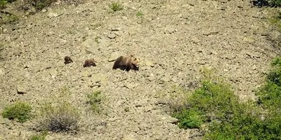 Cerca de nom per als dos ossets de la Val d'Aran fills de Bambou