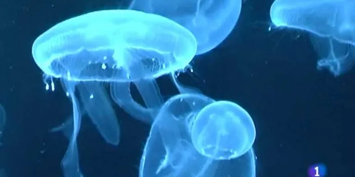 Poca presència de meduses al mar aquest estiu