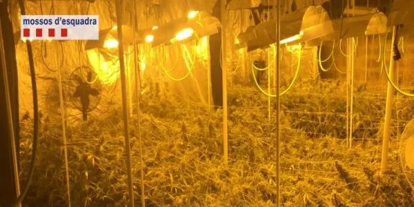 El Camp de Tarragona s’ha convertit en un centre neuràlgic del tràfic de marihuana