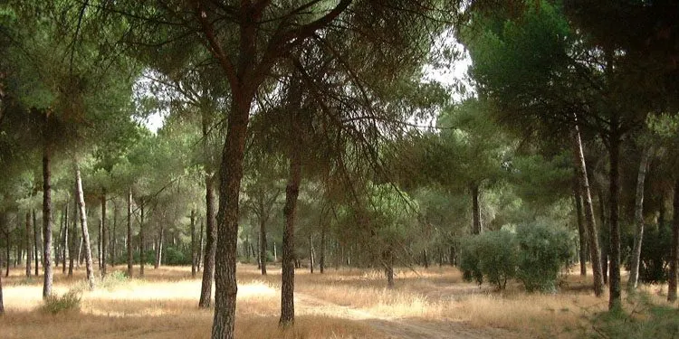 El Pinar de Doña, una joya natural de Utrera