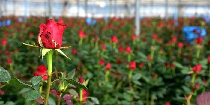 El Mercat de la Flor es mostra optimista per la venda de roses per aquest Sant Jordi