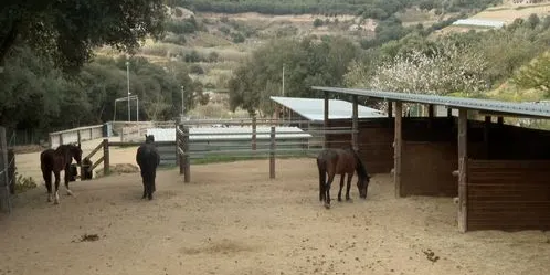 L'Ajuntament d'Arenys de Munt es presentarà com acusació particular en el cas d'abusos en una hípica