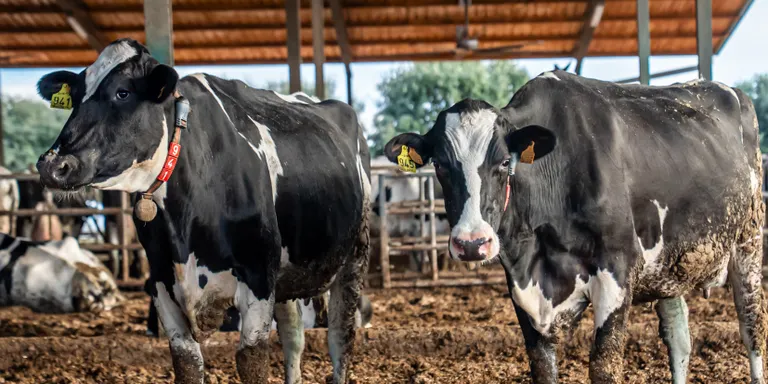 Agricultura espera ingressar "en pocs dies" l'avançament de les indemnitzacions als ramaders afectats per la dermatosi