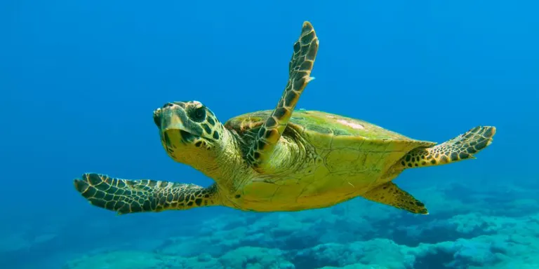 El CRAM allibera una tortuga marina a Blanes i una altra intenta fer una posta a Canet