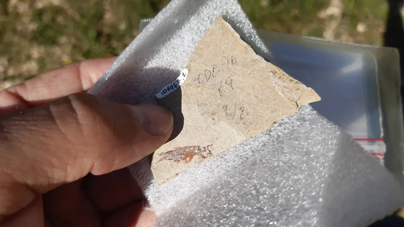 Una quinzena de persones visiten el Jaciment paleontològic d'Odèn