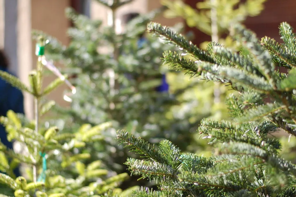 S’habiliten quatre punts per reciclar els arbres de Nadal