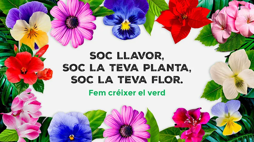 ‘Crònica’ 19.11.2020