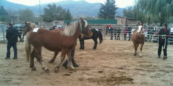 El Concurs Comarcal de Cavall Pirinenc Català aplega una trentena d'exemplars