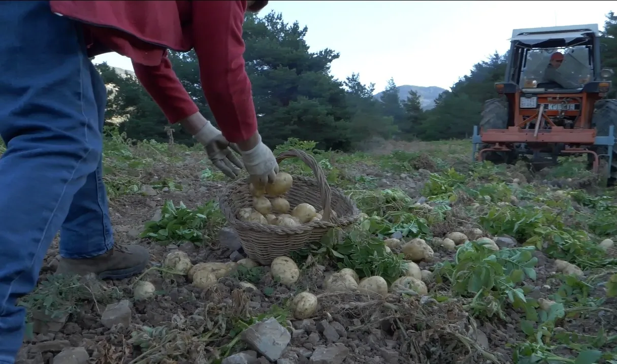 La Fira del Trumfo estrenarà un audiovisual sobre el cicle de la patata per posar-la en valor des del punt de vista agrícola i gastronòmic