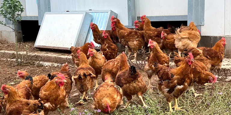 Vuit agroproductors d'Osona i el Lluçanès s'alien per ser més forts: "Estem molt sols i fem tots els papers de l'auca"