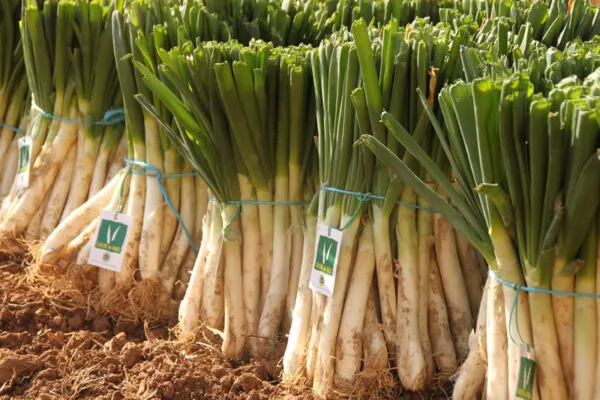 La IGP Calçot de Valls tanca la temporada a prop de les expectatives