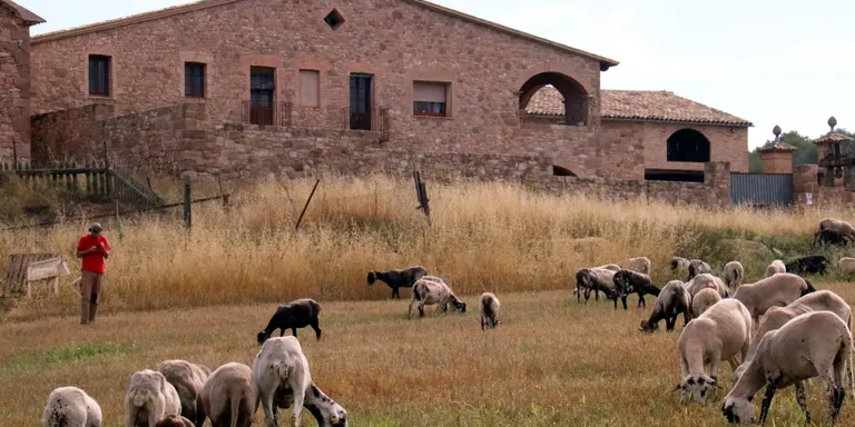 Campanya dels ramaders per fomentar el consum de carn, malgrat la llengua blava
