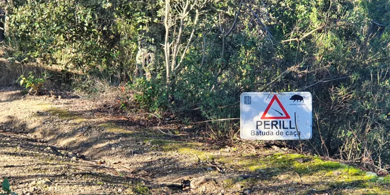 El Govern obligarà a informar de les batudes de senglars per evitar accidents