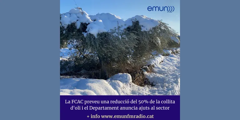 La FCAC preveu una reducció del 50% de la collita d'oli i el Departament anuncia ajuts al sector