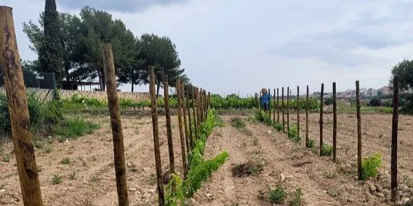 La finca experimental de la URV estableix un camp de formació de vinya