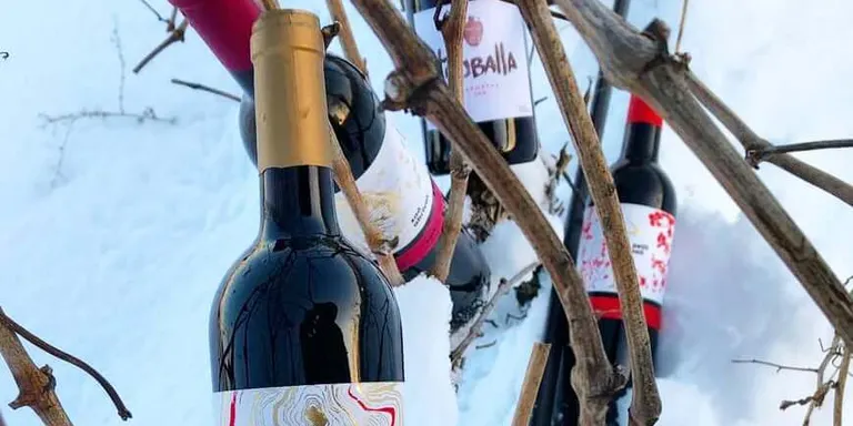 Premien amb la Gran Medalla d'Or el vi Saó Expressiu de Mas Blanch i Jové