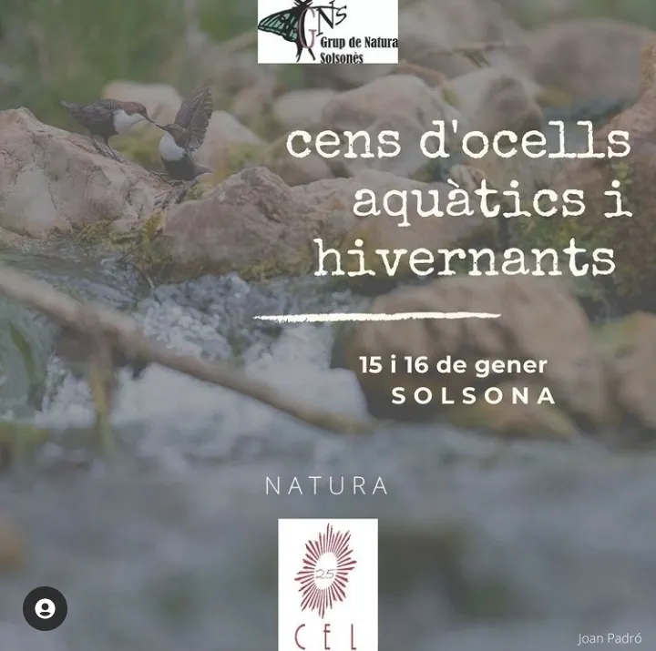 El Grup de Natura i els Agents Rurals organitzen aquest cap de setmana un cens d'ocells aquàtics i hivernants