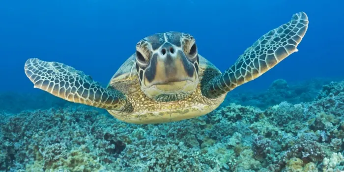 La Generalitat dóna consells per aquells que trobin una tortuga a la platja