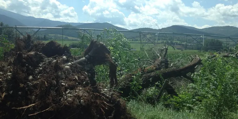 Una tempesta sobtada causa danys a la vegetació a la Seu