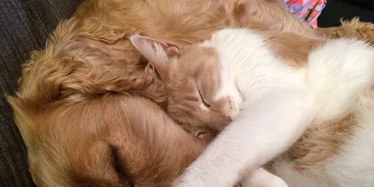 La Regidoria de Benestar Animal ja treballa en la nova ordenança de tinença responsable d’animals