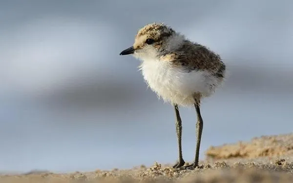 Foto: Birding Catalunya