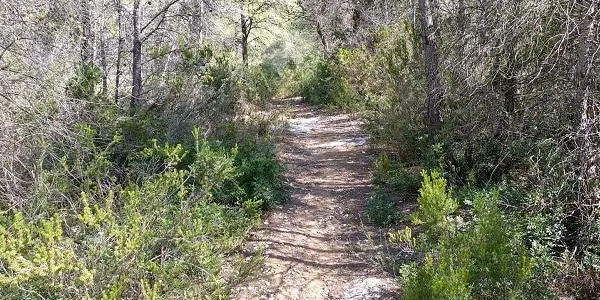 Altafulla entra en el nivell 2 del Pla Alfa