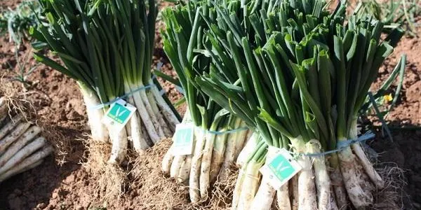 Els productors de calçots esperen una bona temporada, tant pel que fa a la qualitat de les cebes com també a la quantitat