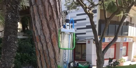 Tractament d’endoteràpia per prevenir la plaga de processionària del pi