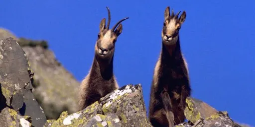 Comptabilitzats 1.234 isards a Andorra, la xifra més alta dels últims 20 anys