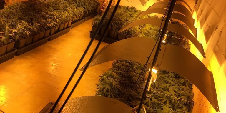 Els Mossos denuncien dos veïns per tenir 400 plantes de marihuana a un local de Rubí