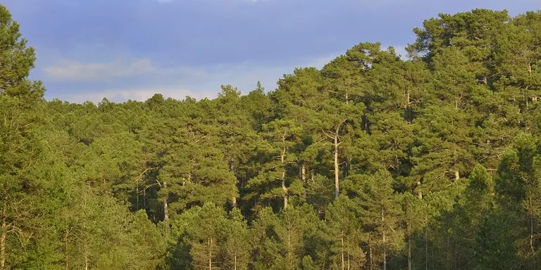L'Escola Agrària del Solsonès organitza un curs sobre gestió dels boscos centrat en la selecció dels arbres a tallar