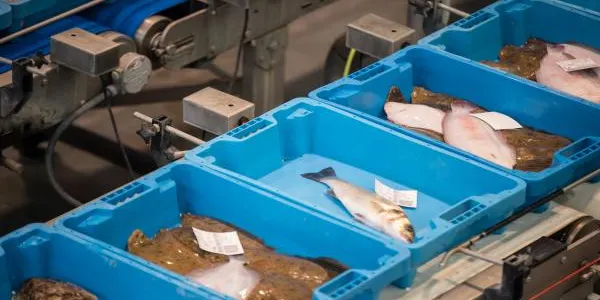 Les caixes del peix dels pescadors de Tarragona estaran fetes d’arròs