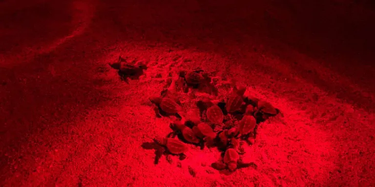 Neixen les primeres tortugues al niu de la platja de Malgrat de Mar