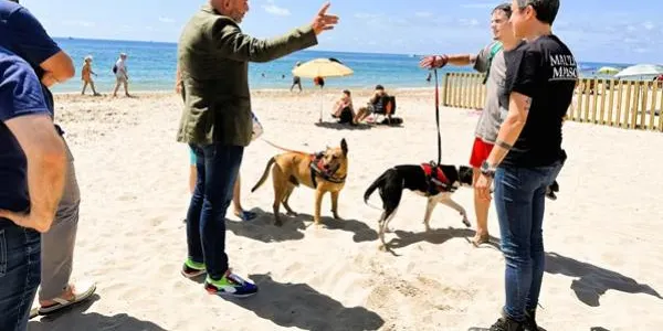 Torredembarra ja té platja per a gossos