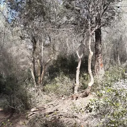 #1177 - El risc d'incendi a Rubí i temporada estiu avançada amb els GRAF - episode art