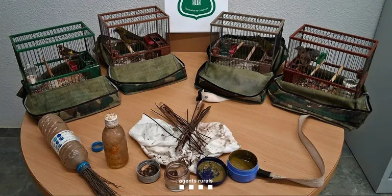 Els Agents Rurals denuncien una persona al Solsonès per a ús d'arts prohibides de captura