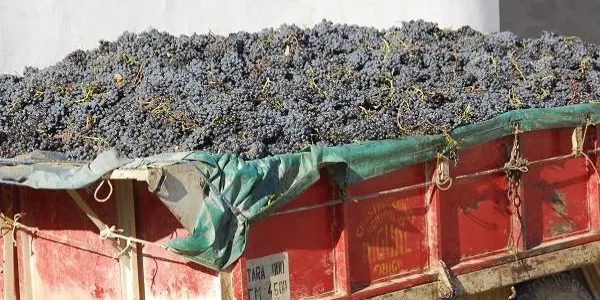 El Departament d'Agricultura preveu un inici de verema de 2025 millor que el de l'any passat