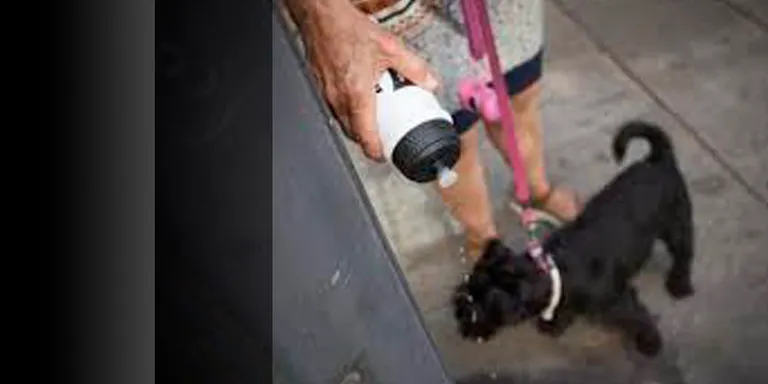 L'àrea de Benestar Animal de l'Ajuntament vol fer una activitat festiva per millorar el civisme dels propieatris de gossos