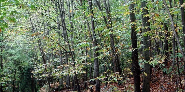 La Diputació de Barcelona duu a terme treballs forestals per a l'adaptació al canvi climàtic dels boscos mixtos