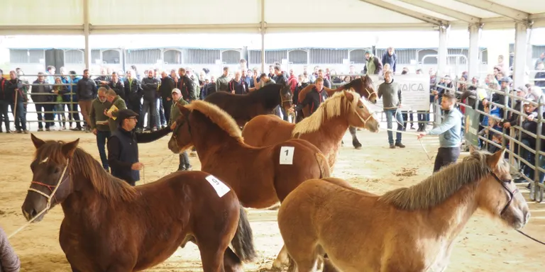 Dos primers premis per a criadors de l'Alt Urgell al Concurs Nacional de Cavall Pirinenc Català