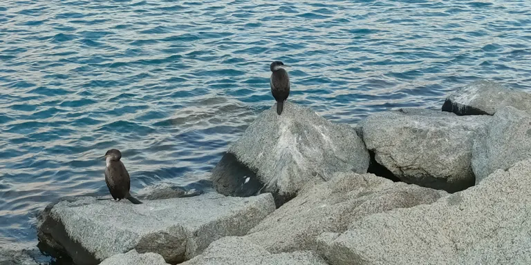 Localitzen diversos corbs marins amb ferides per haver-se empassat o clavat hams